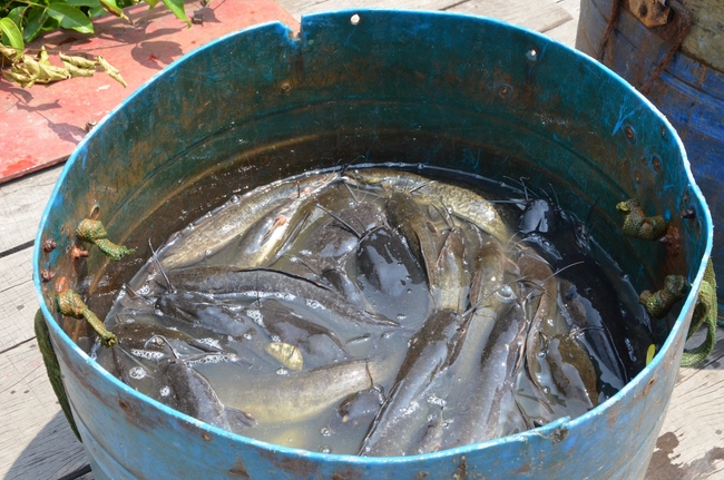 Releasing Creatures in Cu Chi District