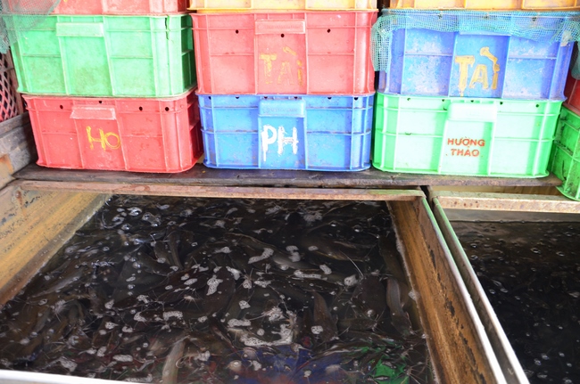 Releasing Creatures in Cu Chi District