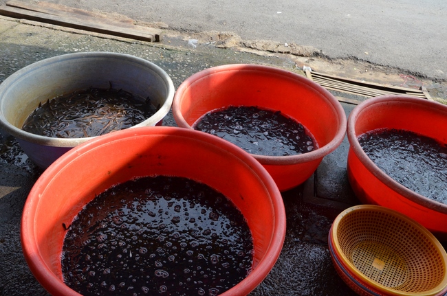 Releasing Creatures in Cu Chi District