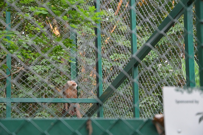 Transferring a varan to the ranch of wild animals