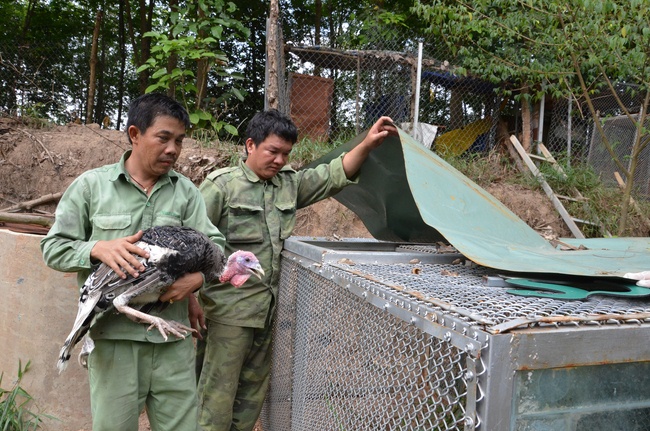 Transferring a varan to the ranch of wild animals