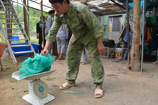 Transferring a varan to the ranch of wild animals
