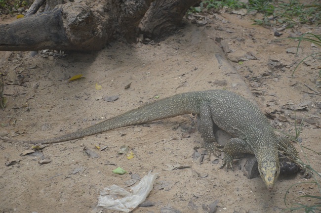 Transferring a varan to the ranch of wild animals