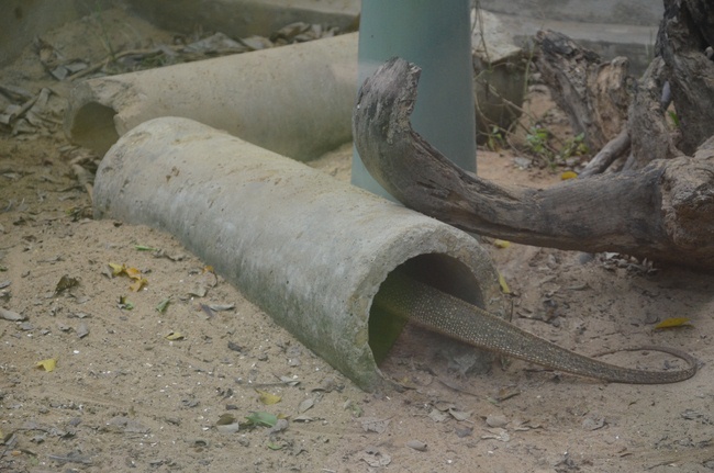 Transferring a varan to the ranch of wild animals