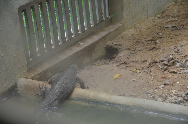 Transferring a varan to the ranch of wild animals