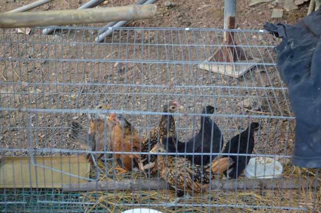 Transferring a varan to the ranch of wild animals