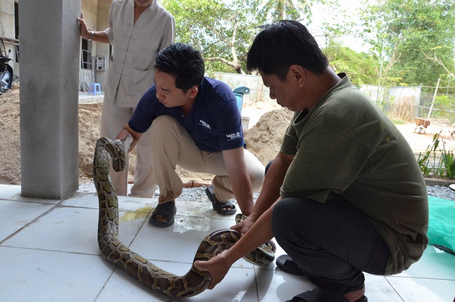 Transferring a varan to the ranch of wild animals