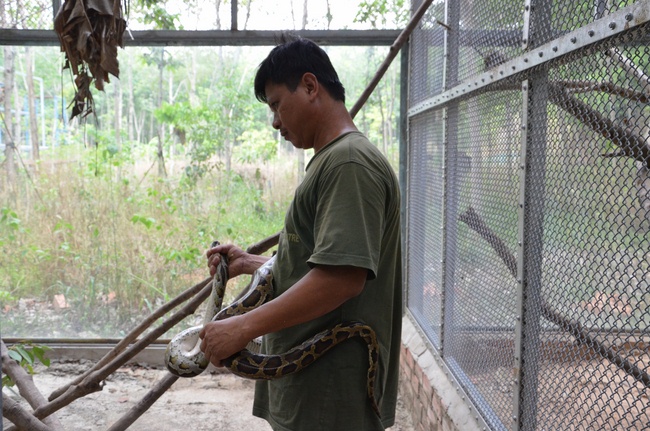 Transferring a varan to the ranch of wild animals