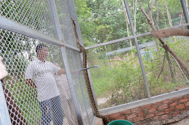 Transferring a varan to the ranch of wild animals