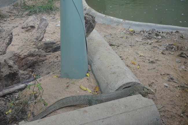 Transferring a varan to the ranch of wild animals