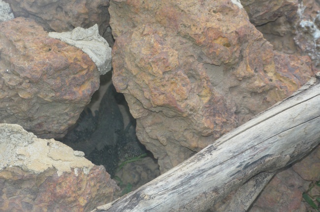 Transferring a varan to the ranch of wild animals