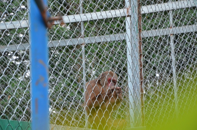 Transferring a varan to the ranch of wild animals