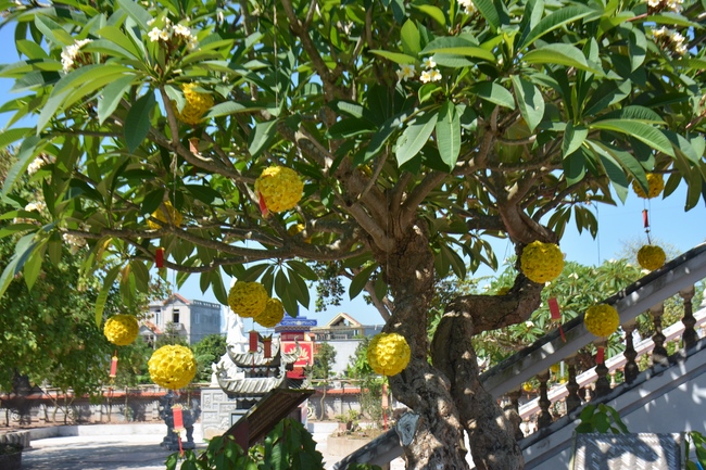 The affairs of preparing for the great ceremony of the Buddha's Birthday at Tay Khanh pagoda in Thai Binh province