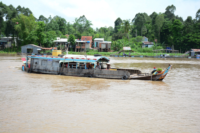 Releasing creatures in An Giang