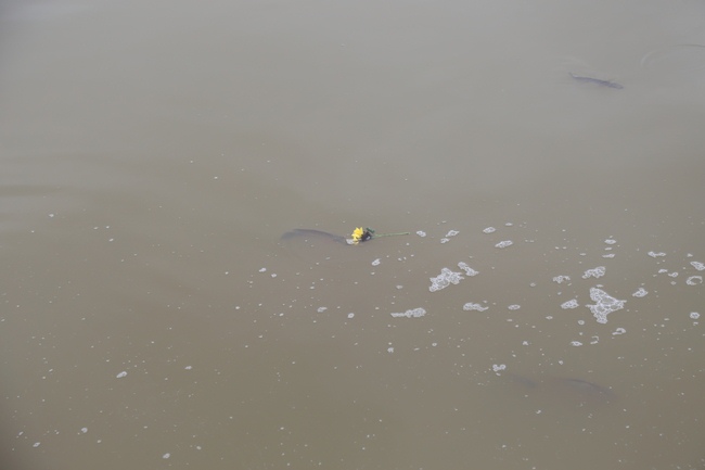 Giving  vegetarian rice portions and release creatures at Dong Cao Pagoda - Thanh Hoa