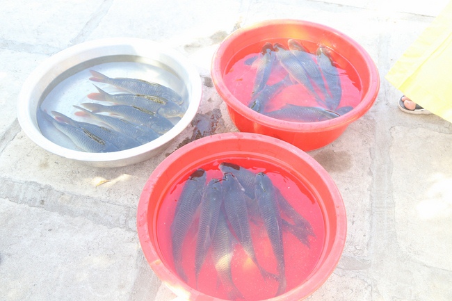 Tu niệm Phật một ngày tại chùa Đống Cao - Thanh Hóa