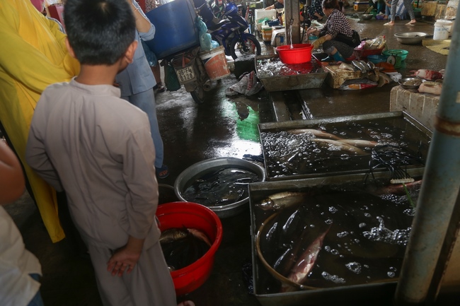 Giving vegetarian rice portions and releasing creatures at Dong Cao Pagoda - Thanh Hoa