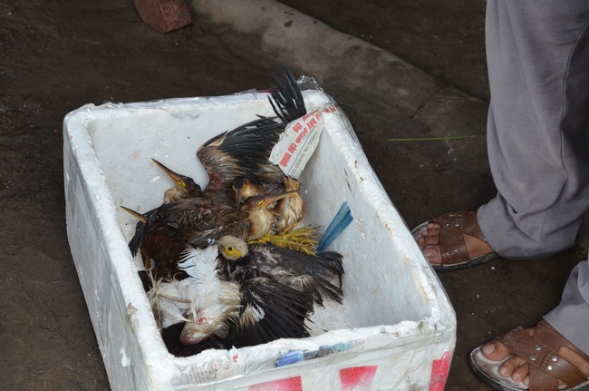 Life-release in Phu Quoc