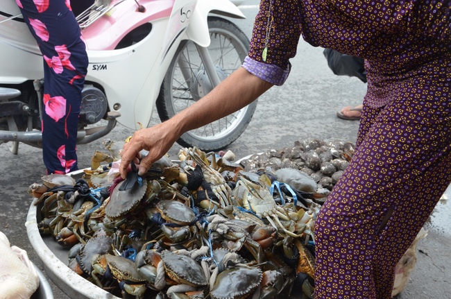 Life-release in Phu Quoc