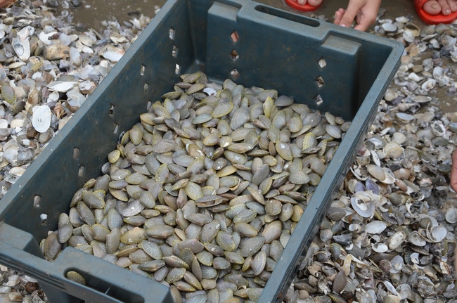 Money giving for supporting house building and animals release in Kien Giang