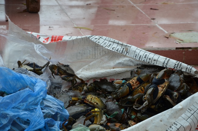 Money giving for supporting house building and animals release in Kien Giang