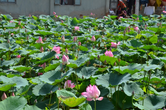 Charity work and houses at Binh Thuan Province