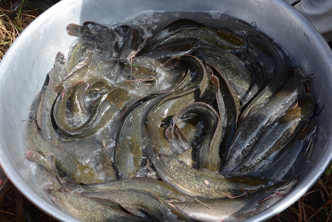 Offering five branches of Hoang Phap pagoda and releasing creatures