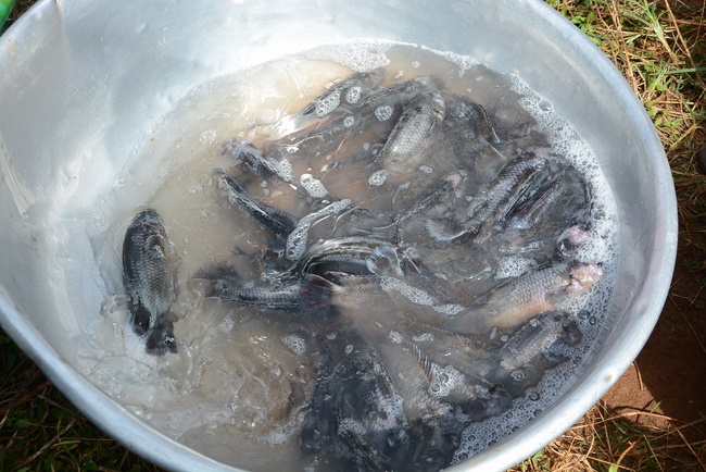 Offering five branches of Hoang Phap pagoda and releasing creatures