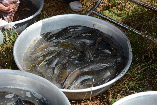 Offering five branches of Hoang Phap pagoda and releasing creatures