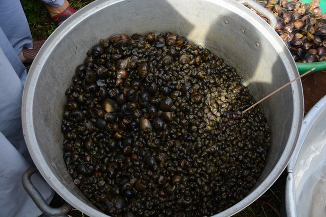 Offering five branches of Hoang Phap pagoda and releasing creatures