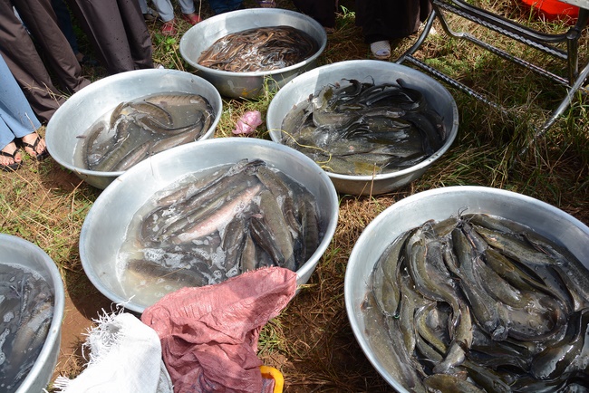 Offering five branches of Hoang Phap pagoda and releasing creatures