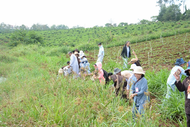 Offering five branches of Hoang Phap pagoda and releasing creatures