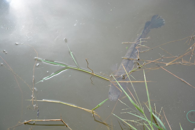 Offering five branches of Hoang Phap pagoda and releasing creatures