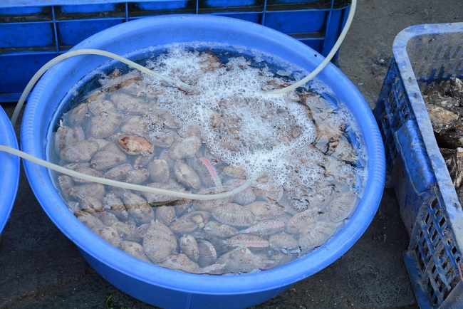Offering five branches of Hoang Phap pagoda and releasing creatures