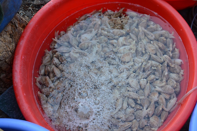 Offering five branches of Hoang Phap pagoda and releasing creatures