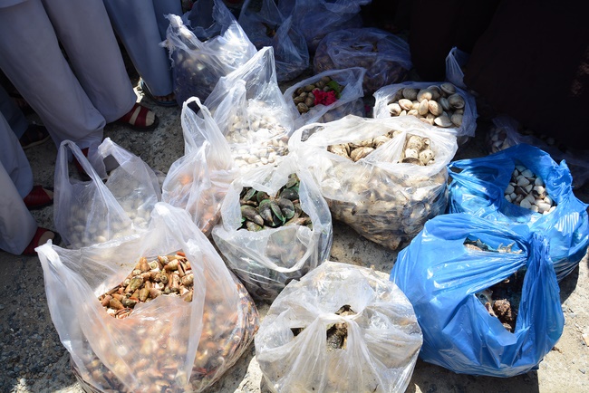 Offering five branches of Hoang Phap pagoda and releasing creatures