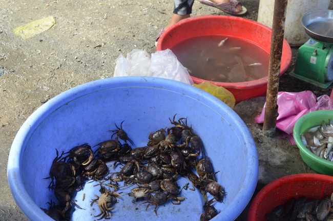 Handing over two charity houses and releasing creatures in Kien Giang
