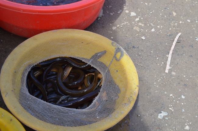 Handing over two charity houses and releasing creatures in Kien Giang