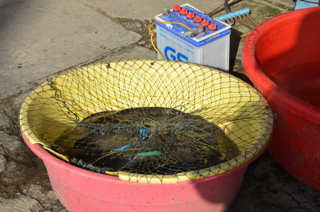 Handing over two charity houses and releasing creatures in Kien Giang