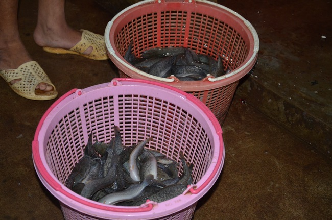 Dự lễ lạc thành chánh điện và trao học bổng tại chùa Phước Long