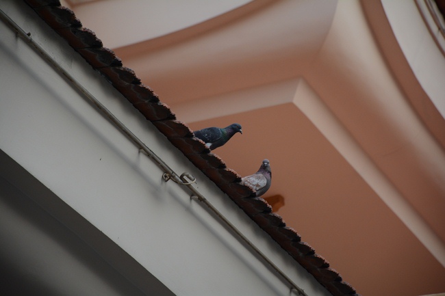 Lễ sám hối 15/12 Mậu Tuất