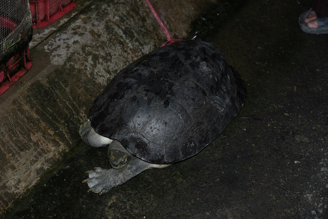 The  praying ceremony for rebirth and releasing creatures in Hoc Mon
