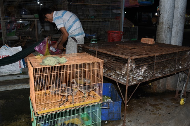 The  praying ceremony for rebirth and releasing creatures in Hoc Mon