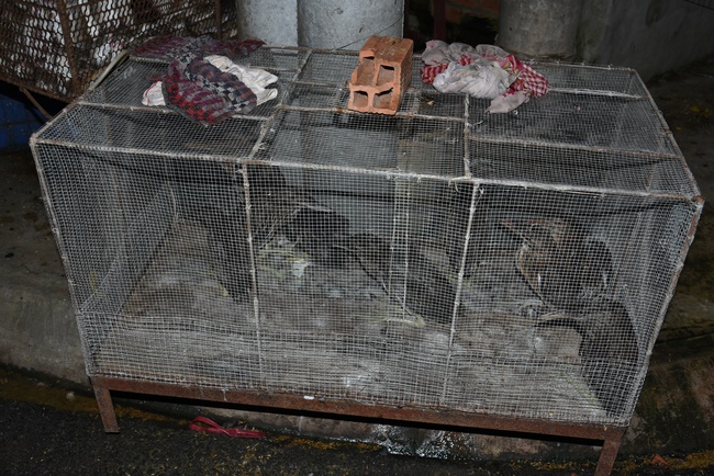 The  praying ceremony for rebirth and releasing creatures in Hoc Mon