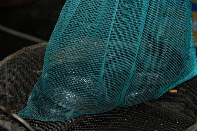 The  praying ceremony for rebirth and releasing creatures in Hoc Mon