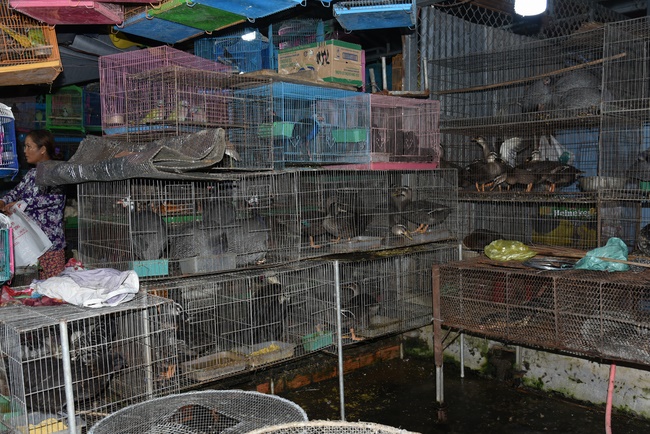 The  praying ceremony for rebirth and releasing creatures in Hoc Mon