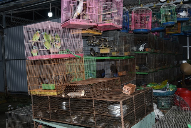 The  praying ceremony for rebirth and releasing creatures in Hoc Mon