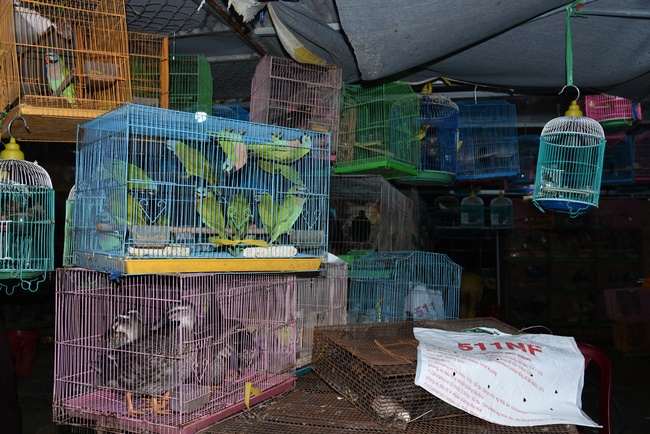 The  praying ceremony for rebirth and releasing creatures in Hoc Mon