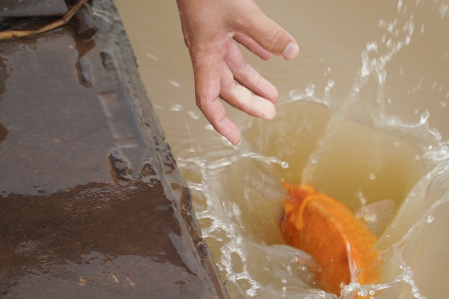 Freeing creatures and Praying for the rebirth in Dong Nai