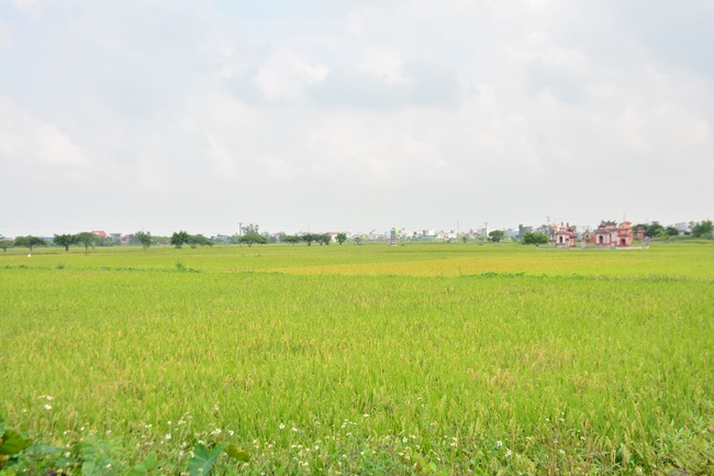 The 3rd day of three day meditating - reciting the Buddha's name at Tay Khanh Pagoda